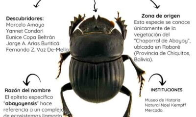 escarabajo pelotero